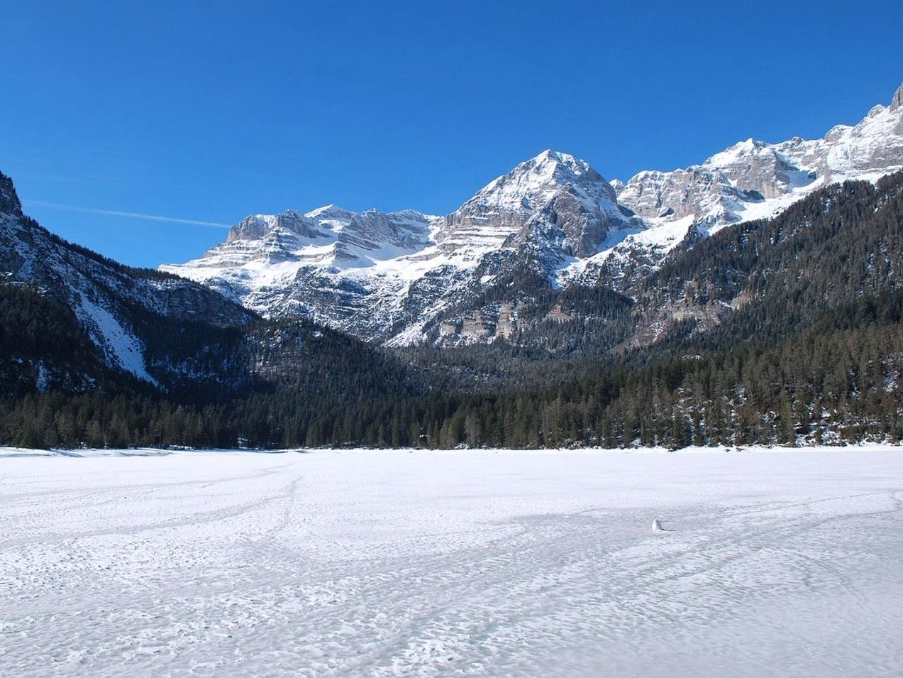 Un sendero suave por bosque antiguo hacia el lago